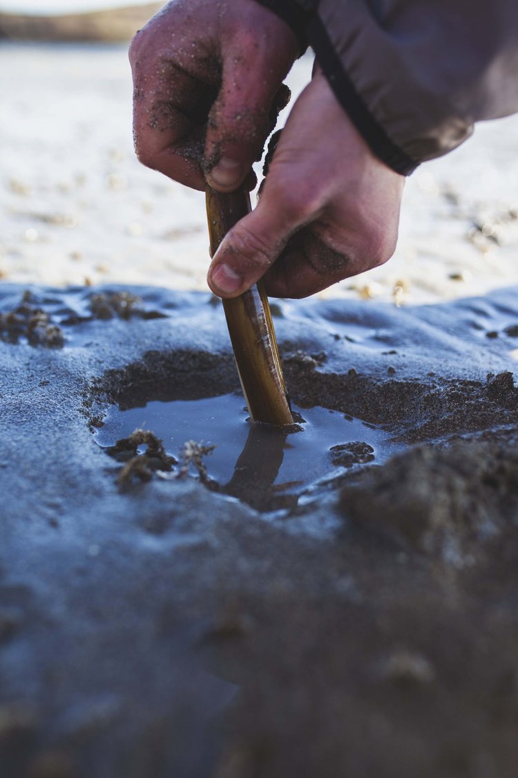 WORKSHOP: Sea Picking