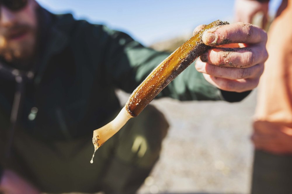 WORKSHOP: Sea Picking