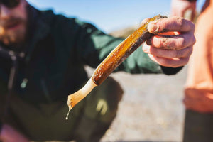 WORKSHOP: Sea Picking