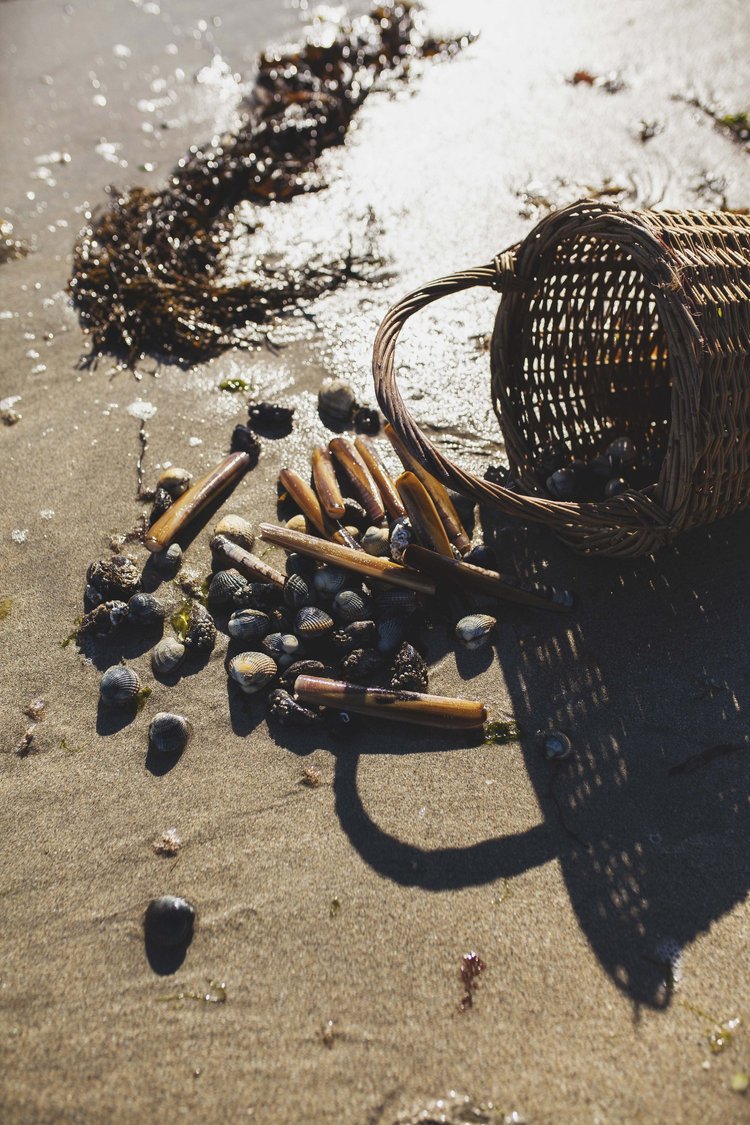 WORKSHOP: Sea Picking
