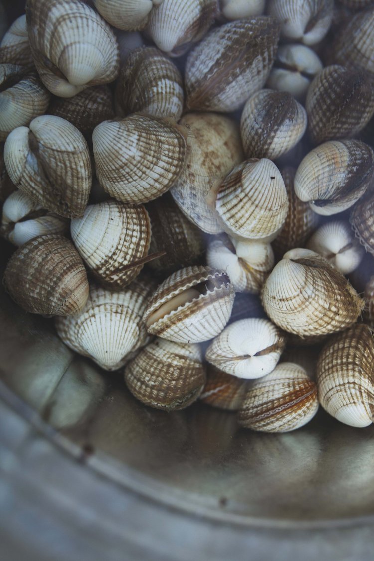 WORKSHOP: Sea Picking